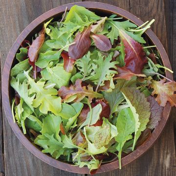 Mesclun Mix