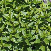 Peppermint