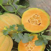 Cantaloupe