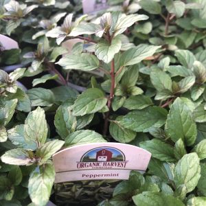 Peppermint