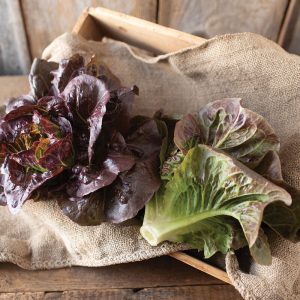 Pomegranate Crunch Red Romaine