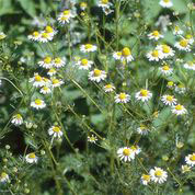 Chamomile
