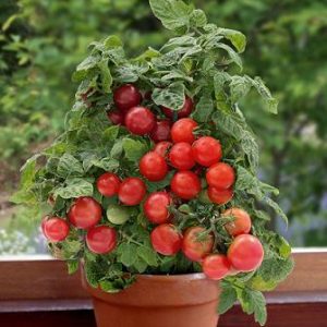 Sweet N' Neat Scarlet Cherry