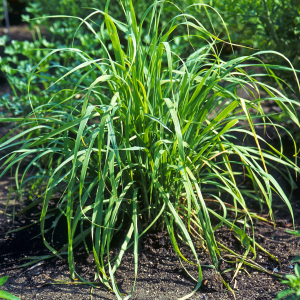 Lemon Grass