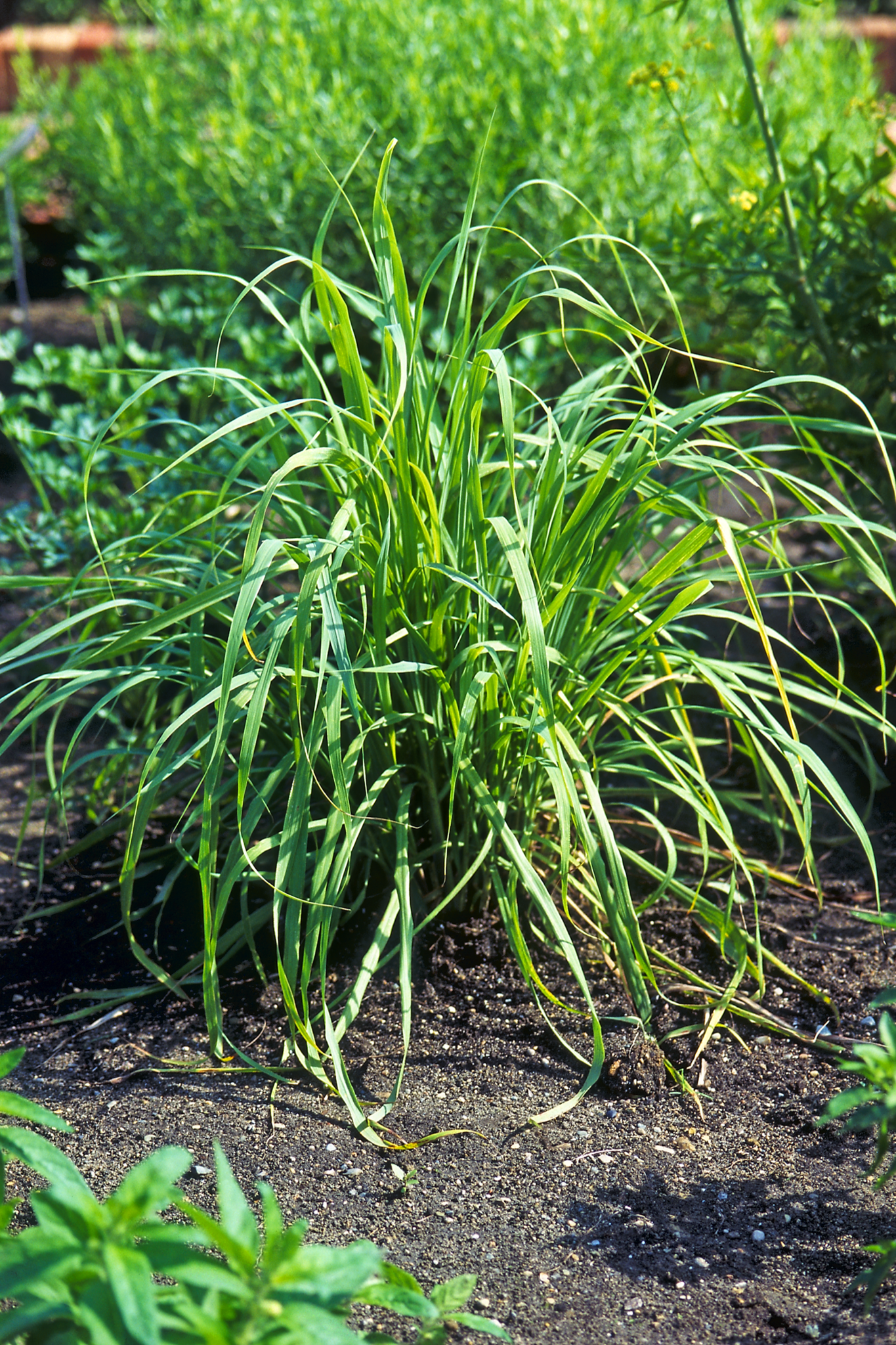 Lemon Grass