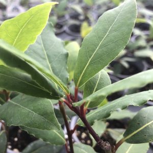 Bay Laurel