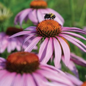 Purple Coneflower