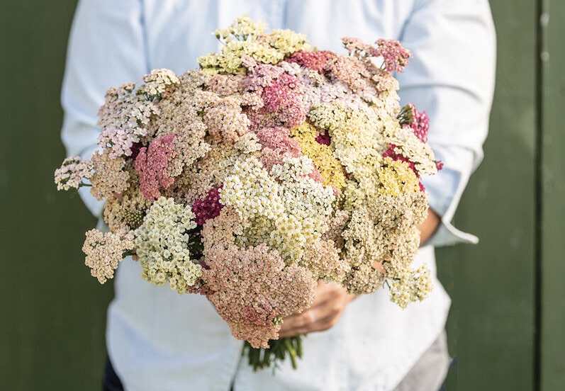 Favorite Berries - Certified Organic