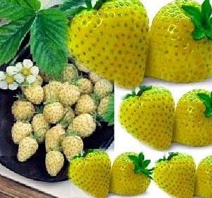 Yellow Wonder Alpine