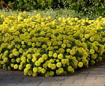 Zahara Double Yellow