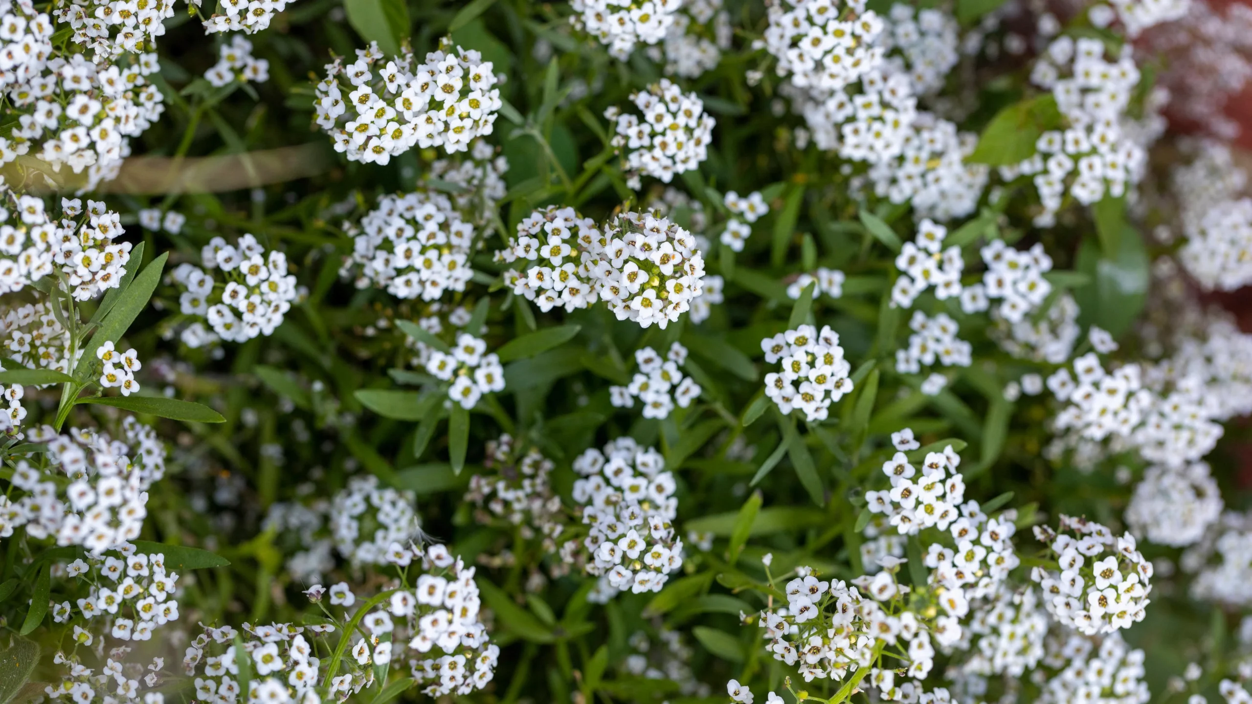 Alyssum