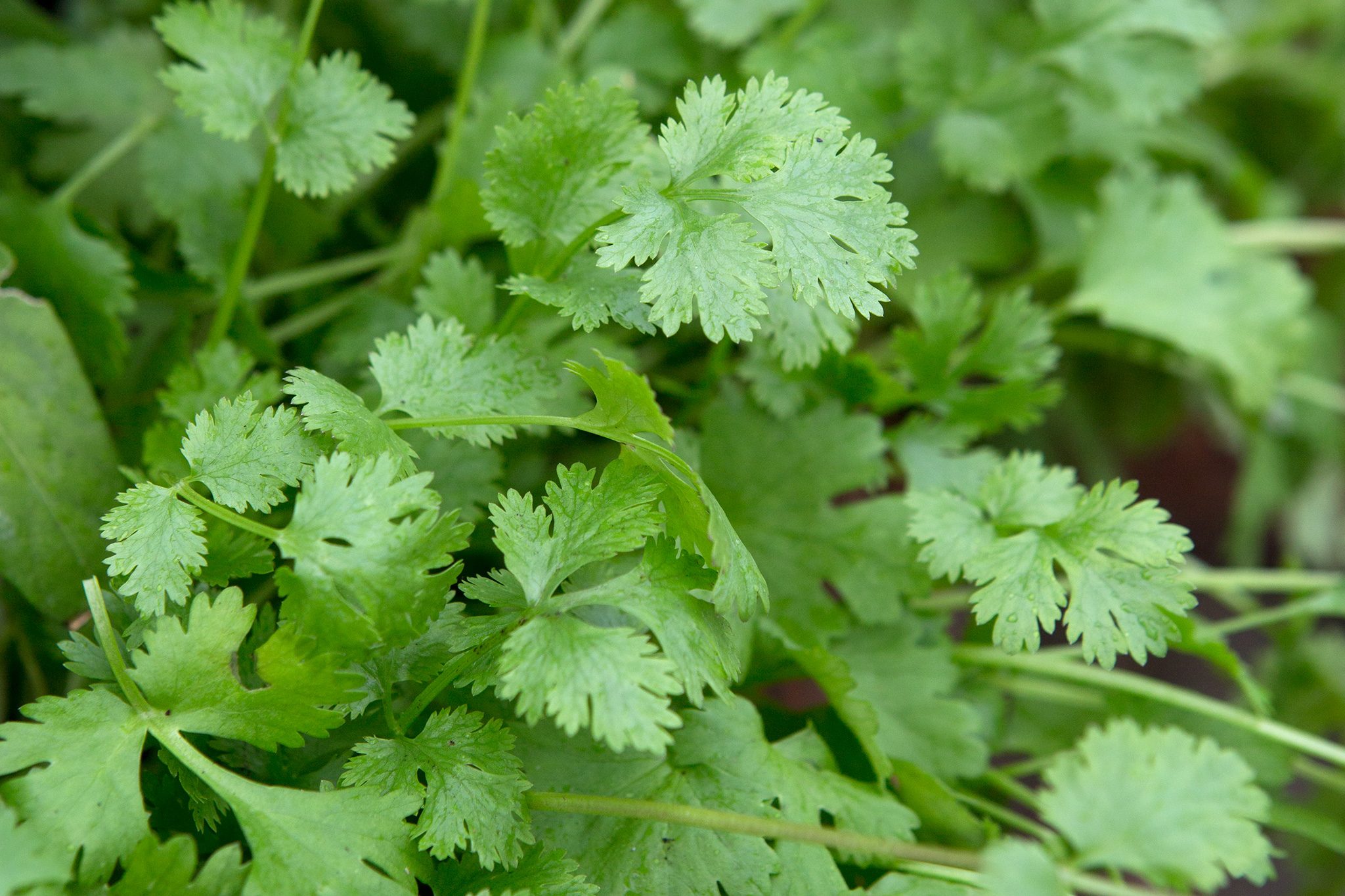Cilantro