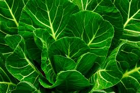 Collards