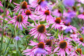 Echinacea