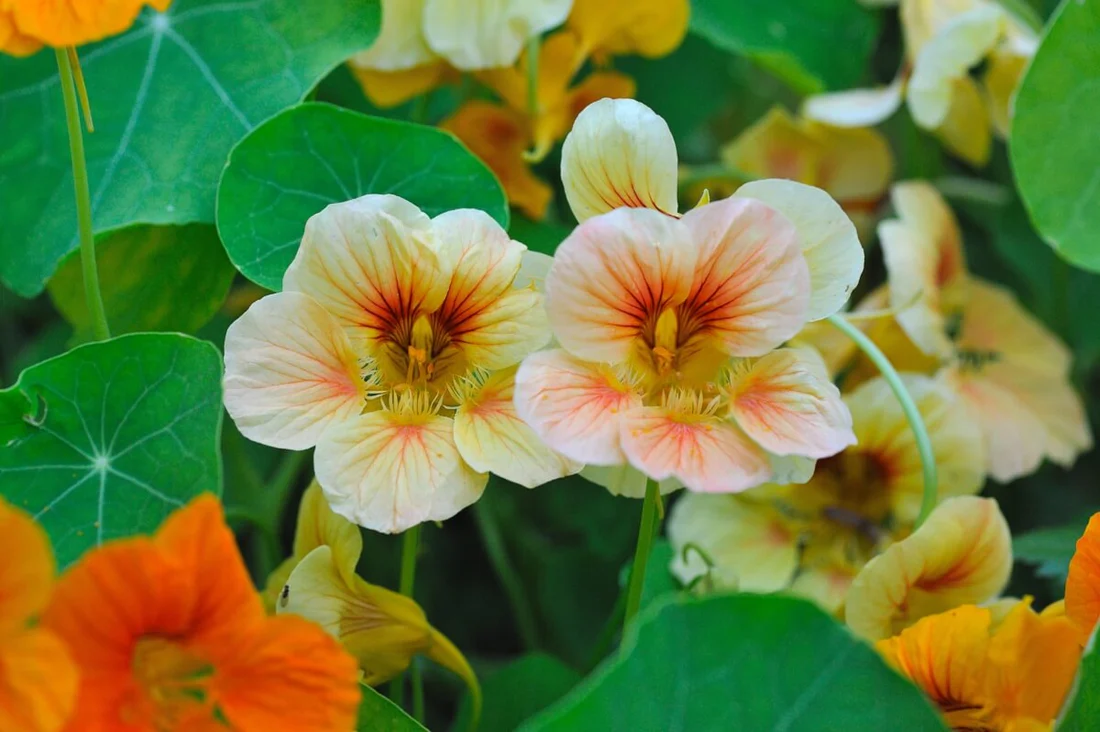 Nasturtium