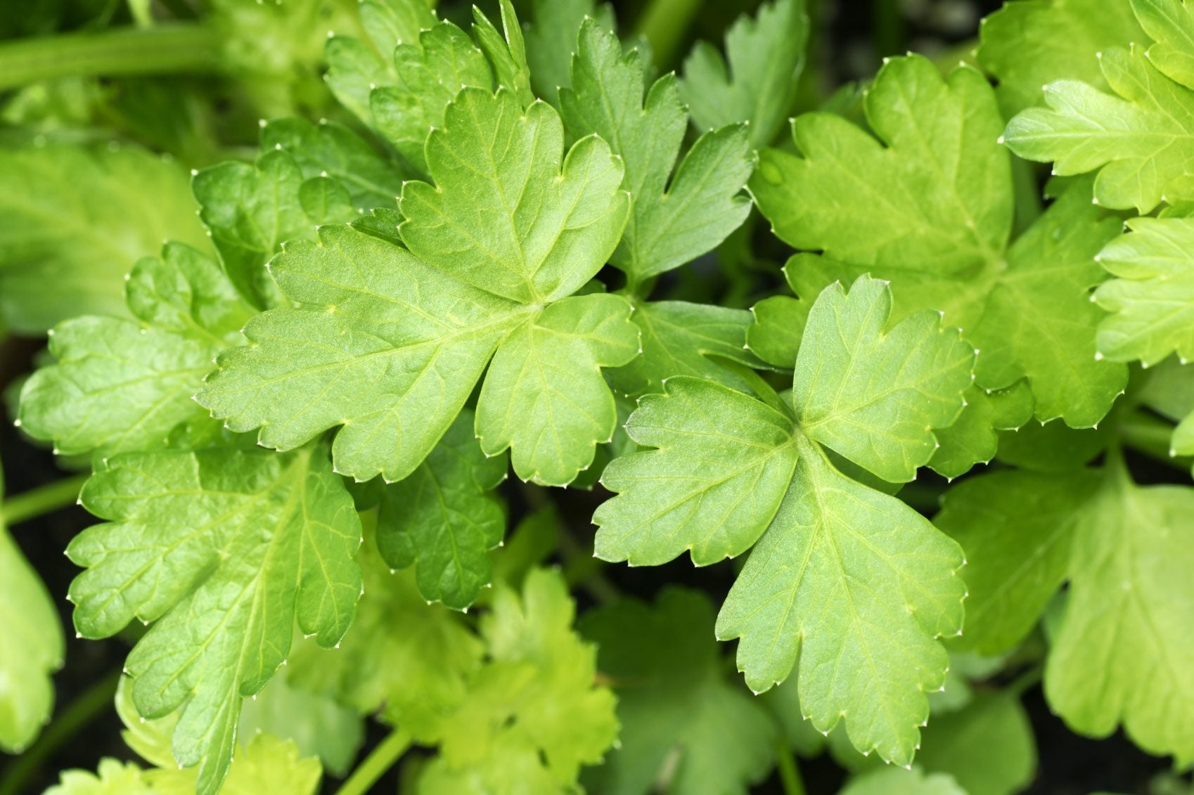 Parsley