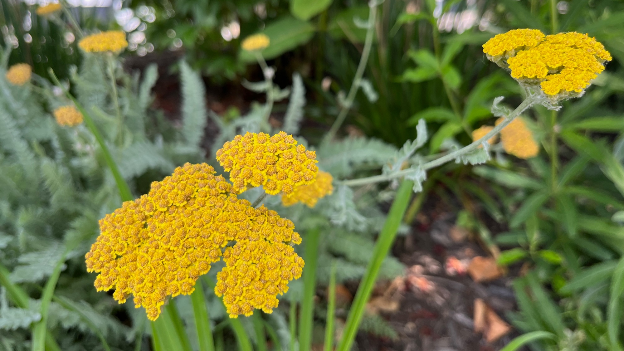 Yarrow
